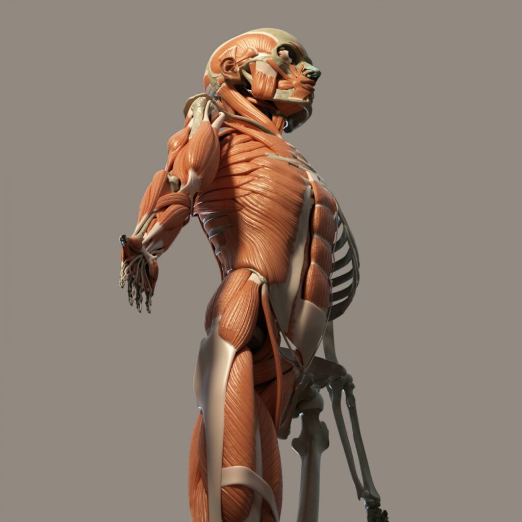 Body