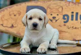 Your Guide to Dog Insurance: Keeping Your Pup Happy and Healthy Dog